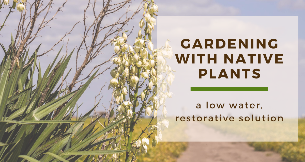 Gardening with Native Plants: A Low Water, Restorative Solution